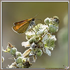 Sylvaine (Heperidae)